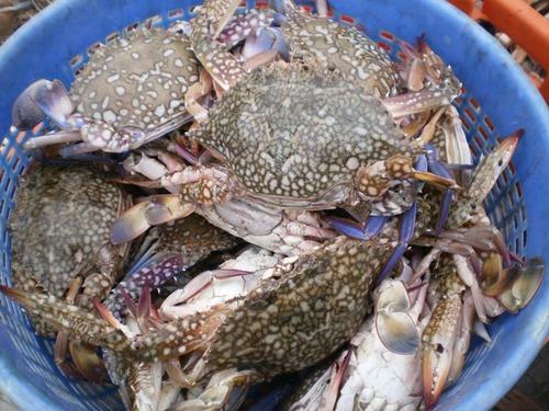 Fresh Crabs, For Cooking, Certification : HACCP Certified