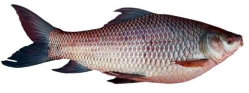 Fresh Rohu Fish, Certification : FSSAI Certified