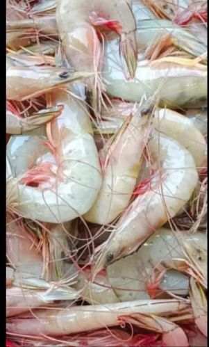 Fresh Shrimps, For Cooking, Certification : FDA Certified