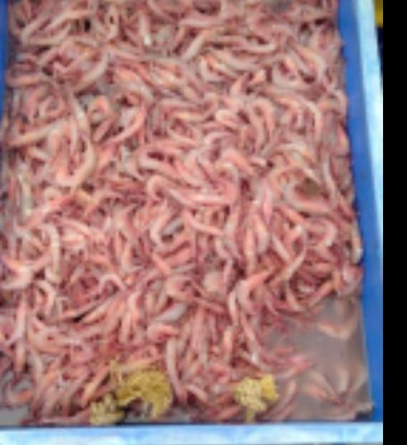 Fresh Vannamei Prawn, For Cooking, Certification : FDA Certified