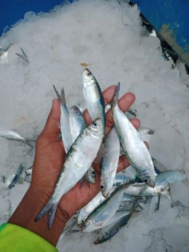 Sea Pedi Fish, For Cooking, Certification : FSSAI