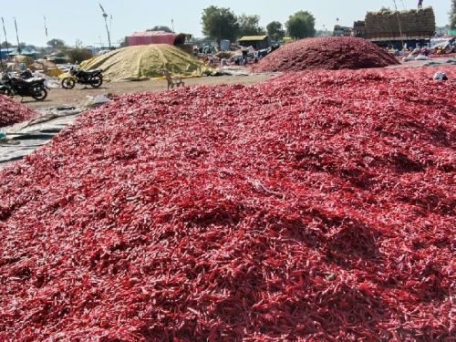 Mahi Common Dray Red Chilli, For Making Pickles, Feature : Purity