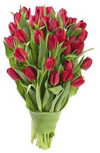 Fresh Tulip Flowers, Color : Red