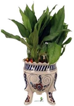 Aglaonema Plant Tree