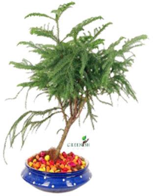 Araucaria Tree, Color : Green