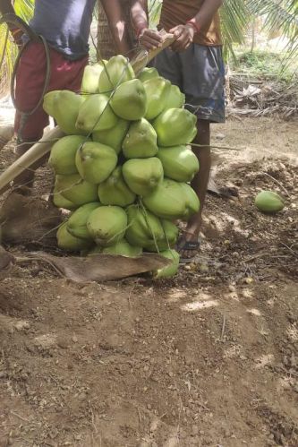 Common Tender Coconut, Color : Brown for Cooking