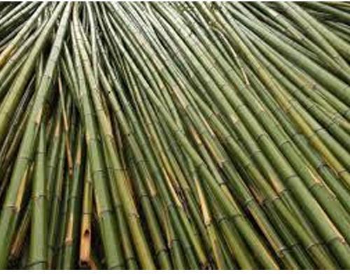 Raw Bamboo, Length : 20 To 22 Feet