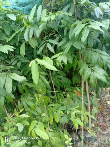 African Mahogany Plant (Oversized), Flower Color : Green for Gardening