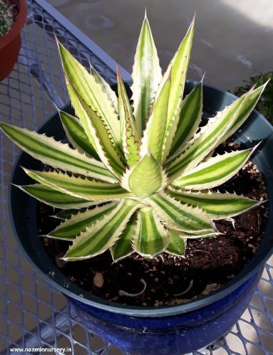 Agave Univittata Quadricolor Plant