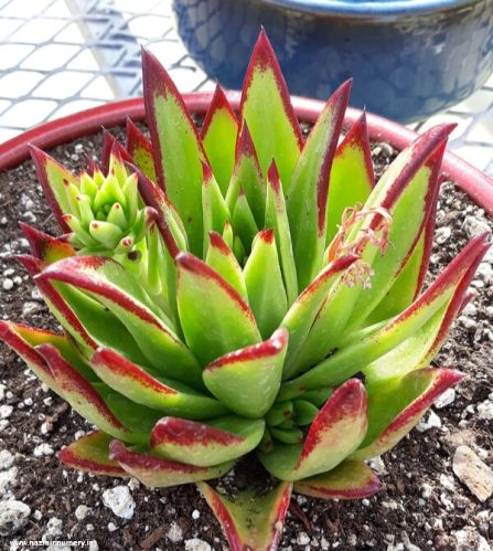 Echeveria Agavoides Lipstick Plant For Garden