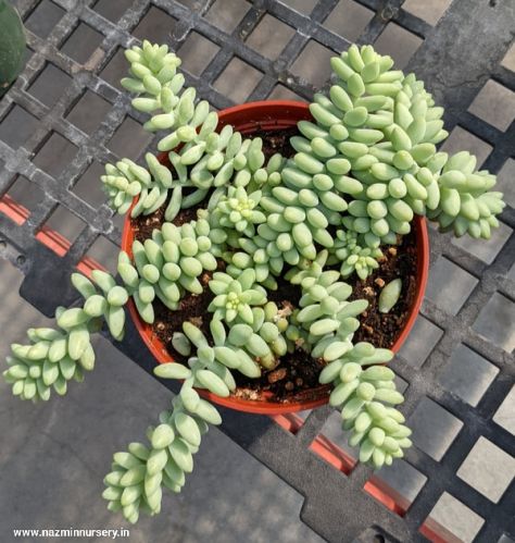 Sedum Morganianum Burrito Plant