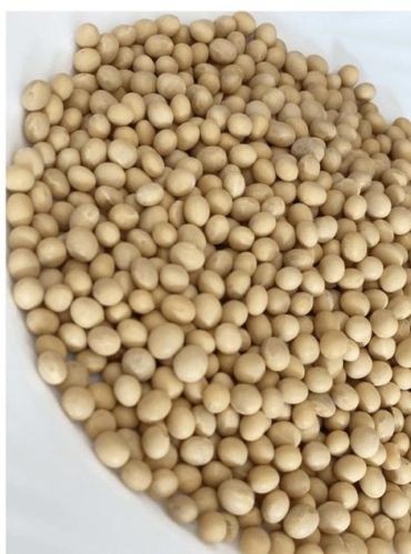 NON GMO SOYA BEAN, Packaging Size : 50kg