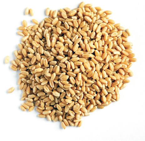 Natural Wheat Grains, For Bakery Products, Cookies, Cooking, Making Bread, Packaging Type : Jute Bag