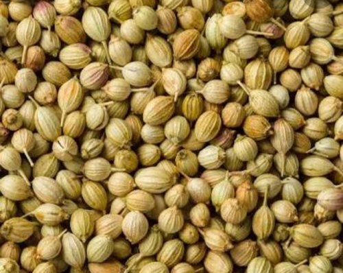 Organic Coriander Seeds, Color : Green