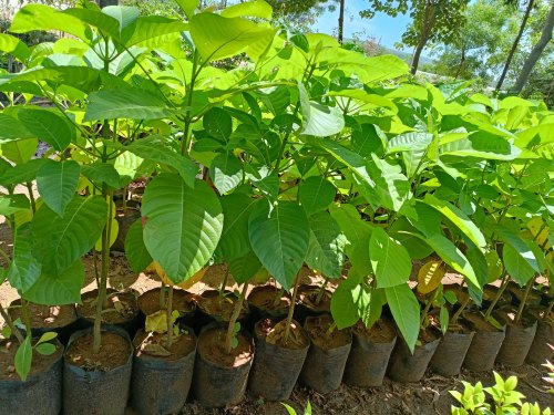 Kadamba Flower Plant, Color : Green