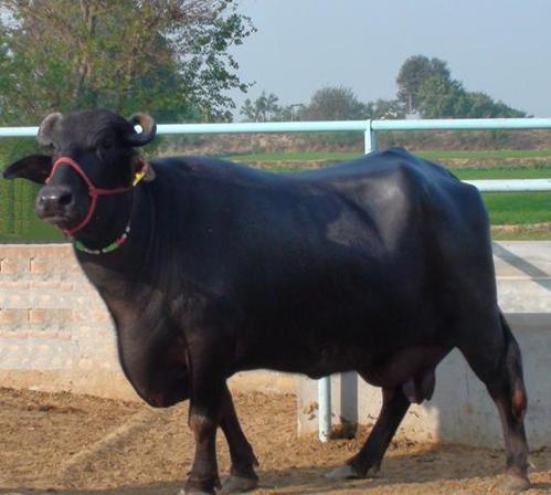 Black Murrah Buffalo