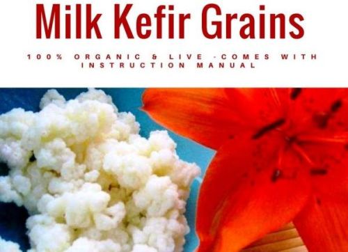 Organic Milk Kefir Grains, For Bakery Products, Household, Color : Creamy