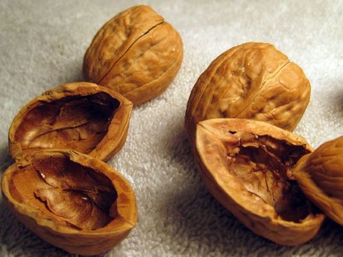 Organic Walnut Shells, For Cosmetics, Scrub Products, Packaging Size : 25 Kg