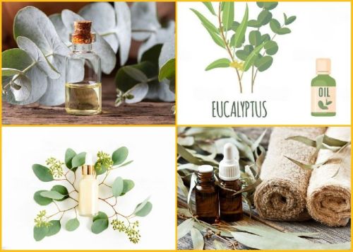 Eucalyptus Oil, CAS No. : 8000-48-4