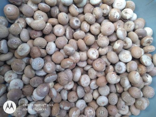 Betelnut, Size : a1 a2 a3 a4