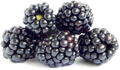 Common Frozen Imported Blackberries, Shape : Round