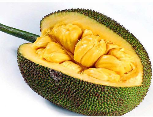 Organic Fresh Jackfruit, For Good Nutritions, Good Health