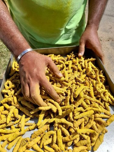 Turmeric Finger, Color : Yellow