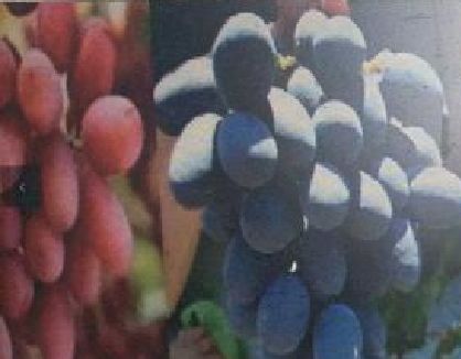 Fresh Black Grapes, Shelf Life : 4-6 Days