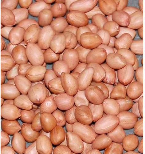 Natural Groundnut Kernels, For Butter, Cooking Use, Making Oil, Feature : Fine Taste, Non Harmful