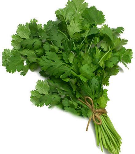 Fresh Coriander Leaves, Color : Green