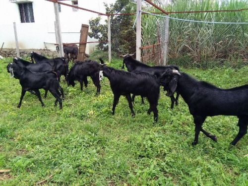 Goat Farming Training