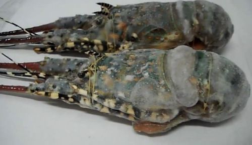 Frozen Lobster, For Cooking, Feature : High Protein