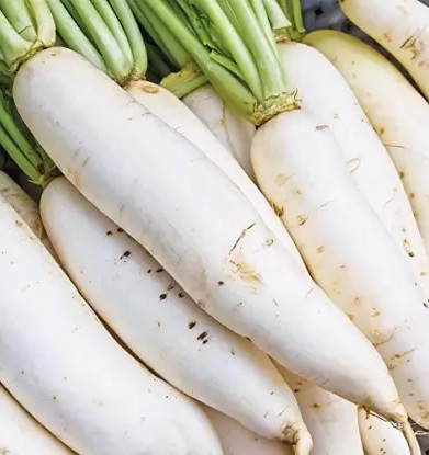 Common Fresh White Radish, For Cooking, Fast Food, Snacks, Packaging Type : Gunny Bags, Net Bag