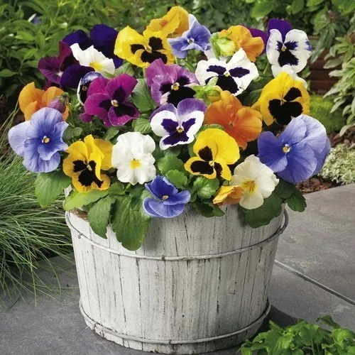 Pansy Plant, Packaging Type : Bag