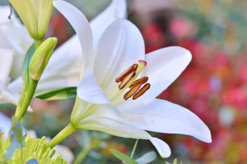 Fresh Lily Flower, For Garlands, Wreaths, Style : Natural