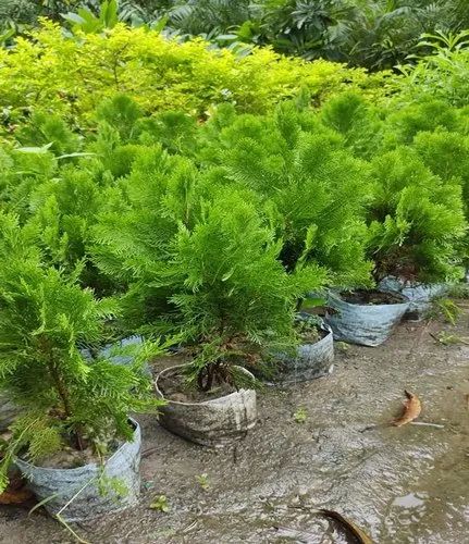 Outdoor Arborvitae Plant, Color : Green