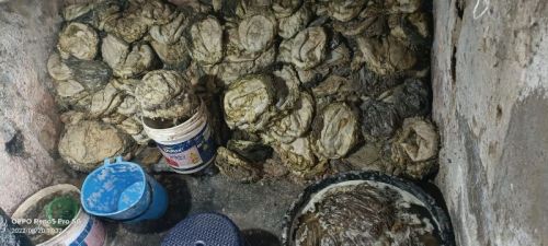 Salted Omasum, For Animal Feed, Purity : 99.5%