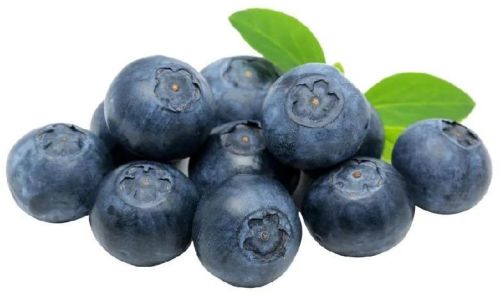 Common Fresh Blueberry, Shelf Life : 10-15days