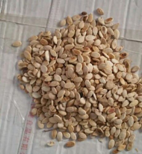 Natural Watermelon Seeds, Packaging Size : 20-25kg for Agriculture Use