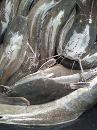 Catfishes, For Cooking, Food, Human Consumption, Making Medicine, Variety : Bonito, Mackerel, Sea Bass