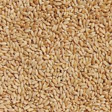 Durum Wheat