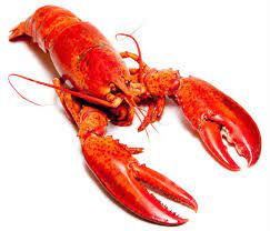 Lobster, For Cooking, Food, Human Consumption, Making Medicine, Feature : Eco-Friendly, Good Protein