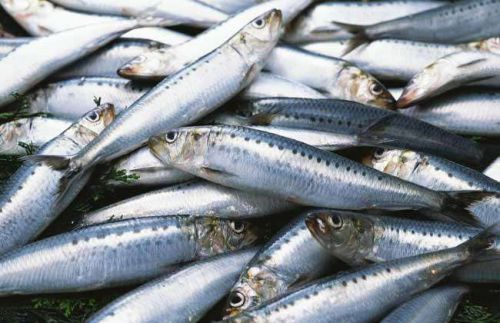 Sardine Fish, For Cooking, Food, Human Consumption, Feature : Eco-Friendly, Good Protein