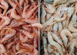 Chopped Shrimps Fish, For Cooking, Food, Human Consumption, Making Medicine, Certification : Fda Certified