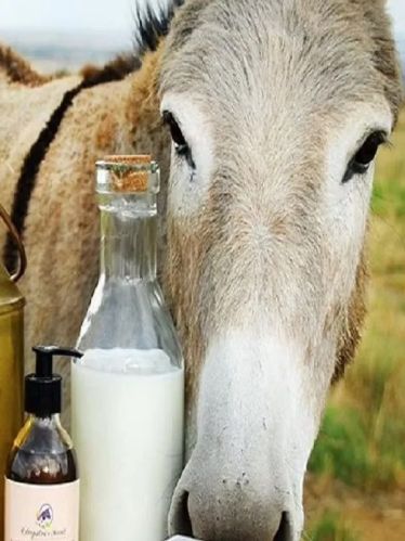 Donkey Milk, For Medicine Use, Certification : FSSAI Certified