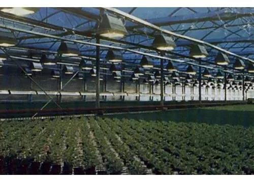 Greenhouse Tarpaulin Sheet