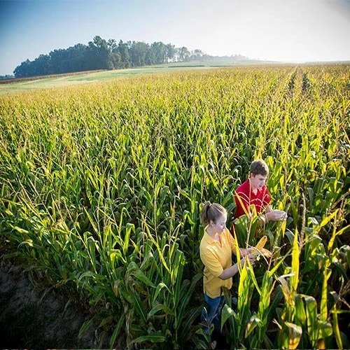 AGRICULTURE PRODUCTION DEPARTMENT Tender Information