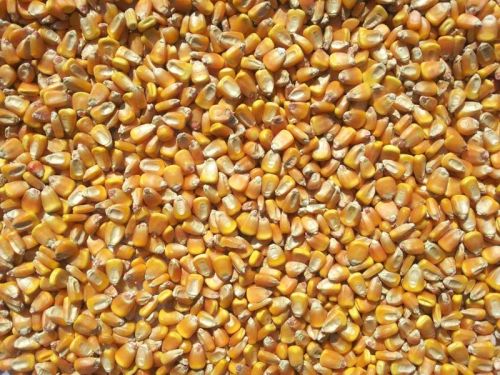 Organic Yellow Corn Animal Feed, Style : Dried