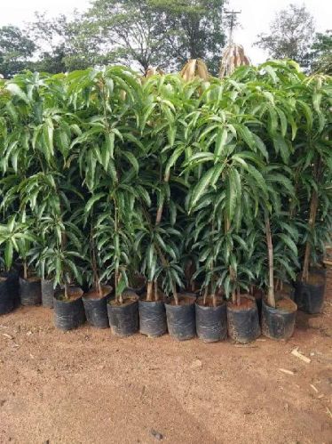 Common Mango Tree Plants, Packaging Type : Plastic Pouch