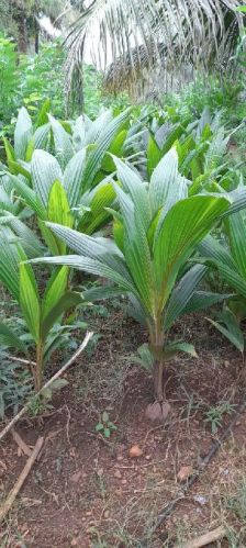 Coconut Plants, Soil Type : Alkaline Soil, Packaging Type : Poly Bag